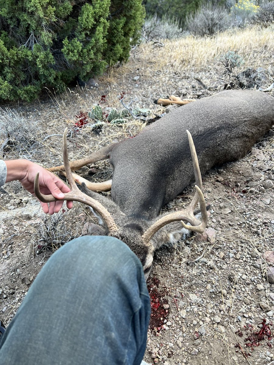 cheyenne_roseee's tweet photo. Yesterday I got my 2nd deer 🦌 3rd time ever hunting deer 🙌🏼☺️ super proud of myself with this one 😁🖤 thanks to the hubby for walking me through it 🥰🫶🏼 https://t.co/zbhFjXkwxB
