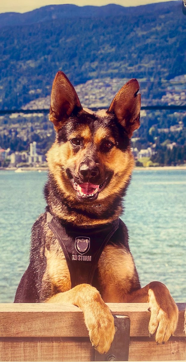 Great work PSD Joker and PSD Jocko on this call the other night…team work makes the dream work! #gooddogs