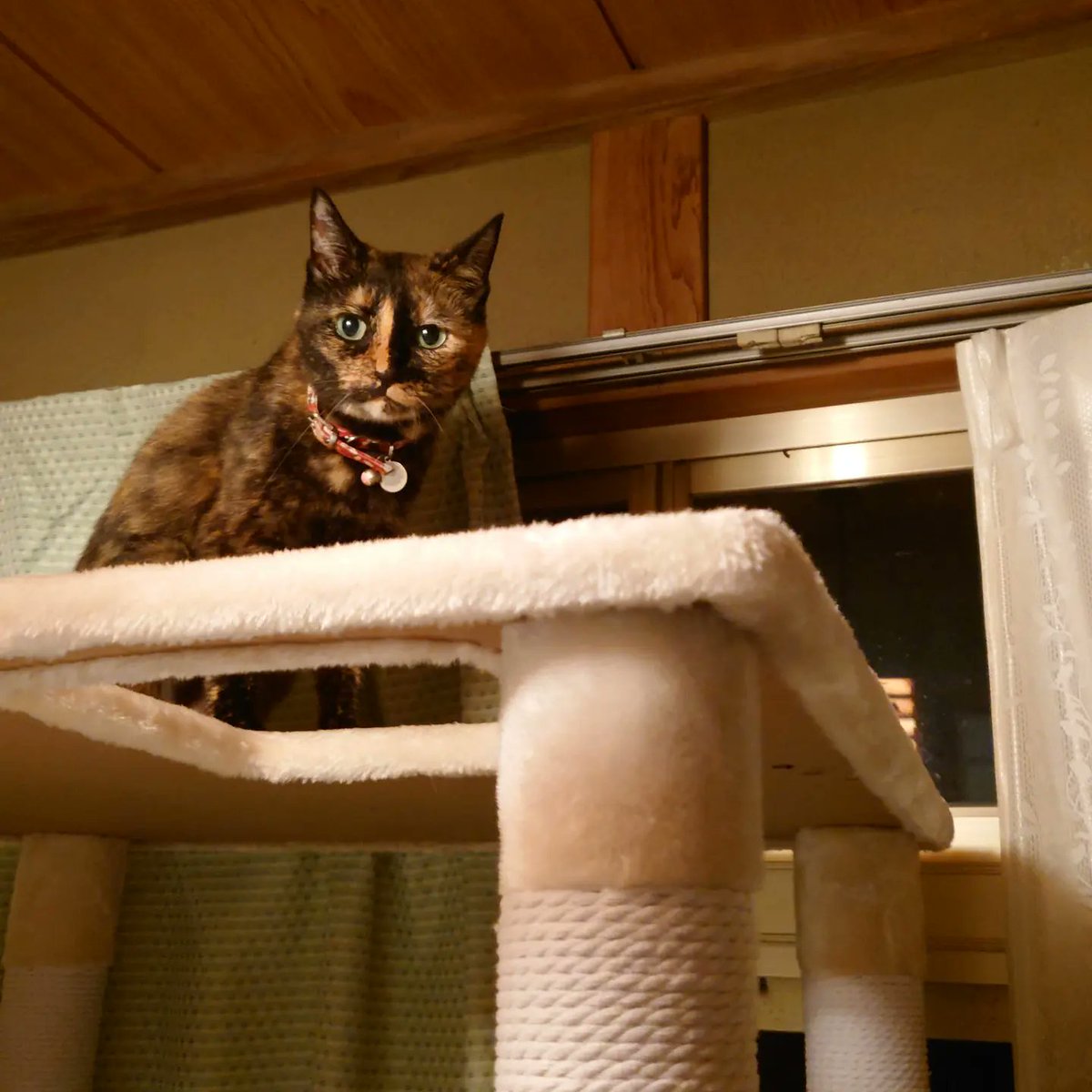 good2bnegative's tweet photo. お嬢ちゃん、最上階に居座る

#サビ猫 #さびねこ #tortoiseshellcat #サビ猫はいいぞ https://t.co/v78lgxYiwE