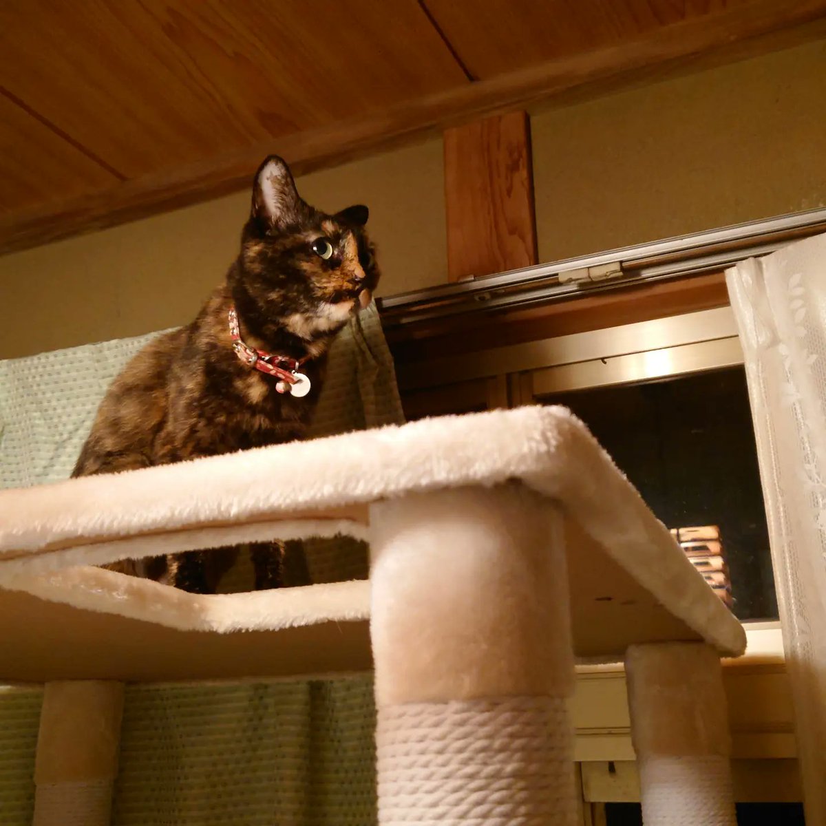 good2bnegative's tweet photo. お嬢ちゃん、最上階に居座る

#サビ猫 #さびねこ #tortoiseshellcat #サビ猫はいいぞ https://t.co/v78lgxYiwE