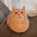 破壊力がスゴイ!猫ちゃんの「おててないない」がきゃわすぎる!