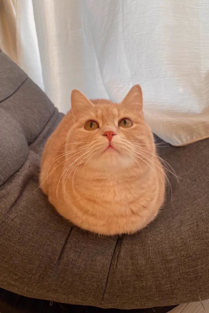 破壊力がスゴイ！猫ちゃんの「おててないない」がきゃわすぎる！