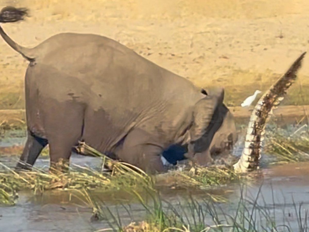 Elebphant's tweet photo. @inmyhaunting *CRONCH* https://t.co/wKNhJc8Exd
