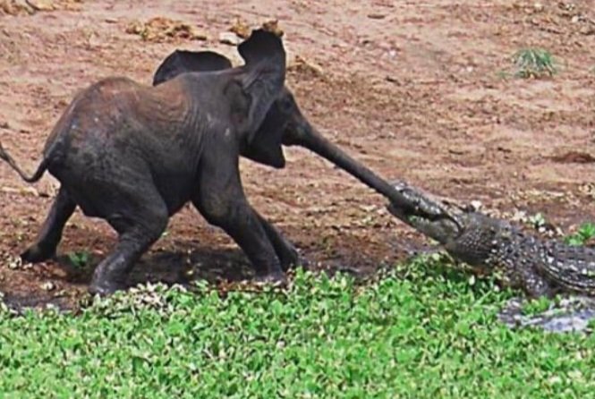 Elebphant's tweet photo. PRÖÖÖÖÖ-ACK https://t.co/U1EQligGsv