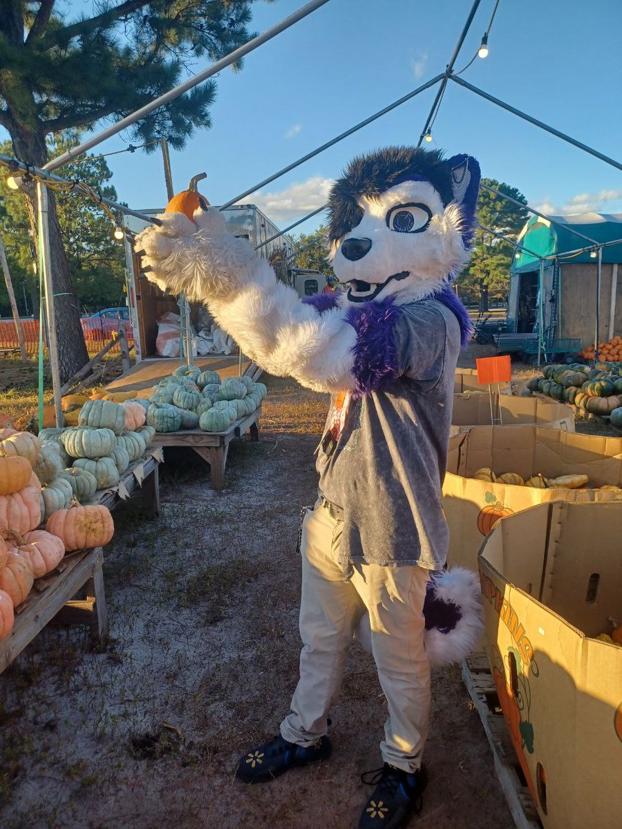 JesseHuskyYT's tweet photo. #pumpkinpatch #October1st #officiallyfall #fursuit https://t.co/senPu4PI58