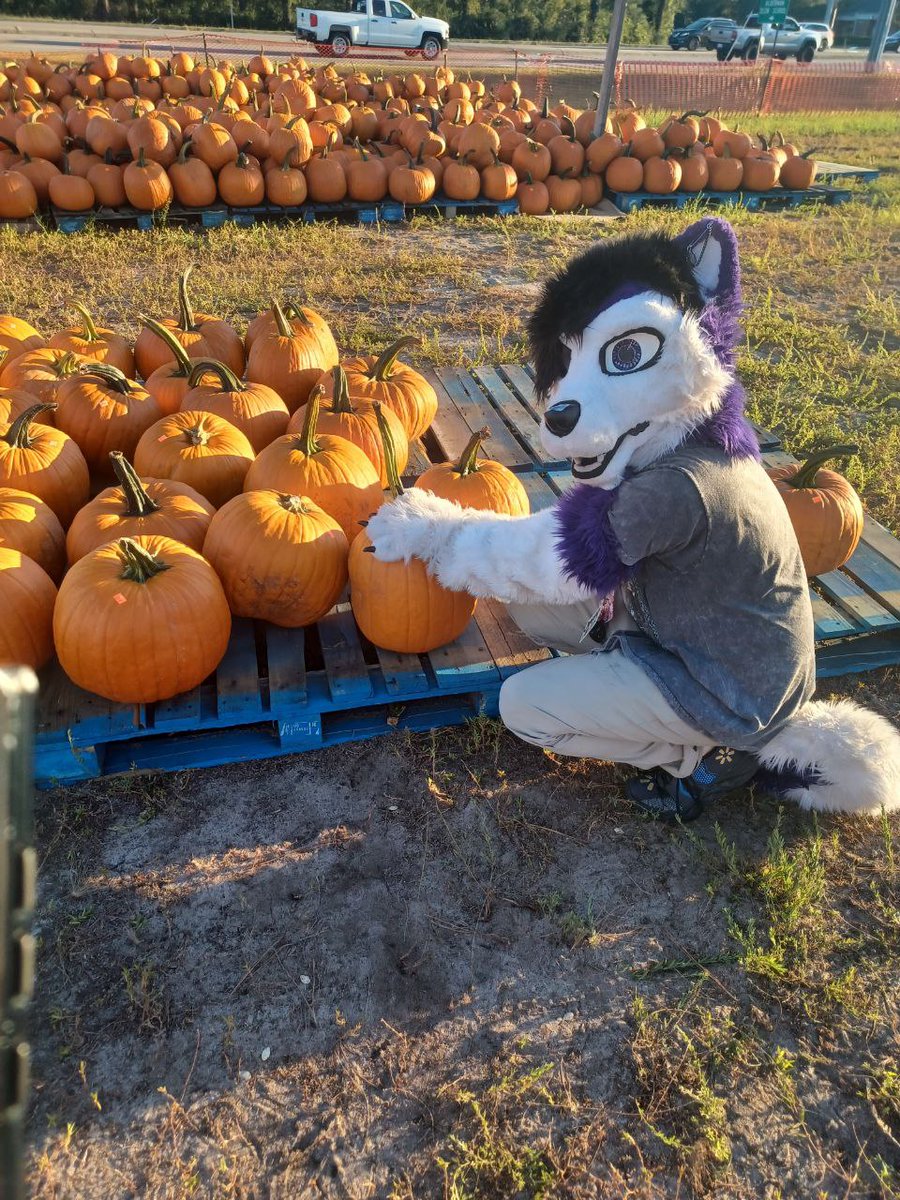 JesseHuskyYT's tweet photo. #pumpkinpatch #October1st #officiallyfall #fursuit https://t.co/senPu4PI58