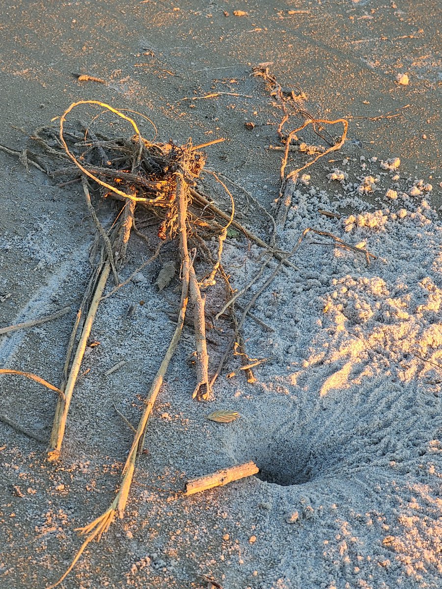 LoriL0vesMusic's tweet photo. #Namjooning #OakIslandNC #crab #tinyfeather #photography @bts_twt https://t.co/oiByqgREiF