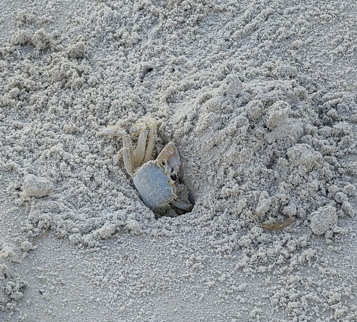LoriL0vesMusic's tweet photo. #Namjooning #OakIslandNC #crab #tinyfeather #photography @bts_twt https://t.co/oiByqgREiF