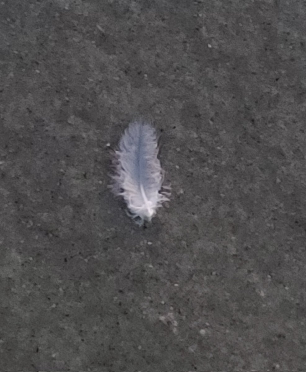 LoriL0vesMusic's tweet photo. #Namjooning #OakIslandNC #crab #tinyfeather #photography @bts_twt https://t.co/oiByqgREiF