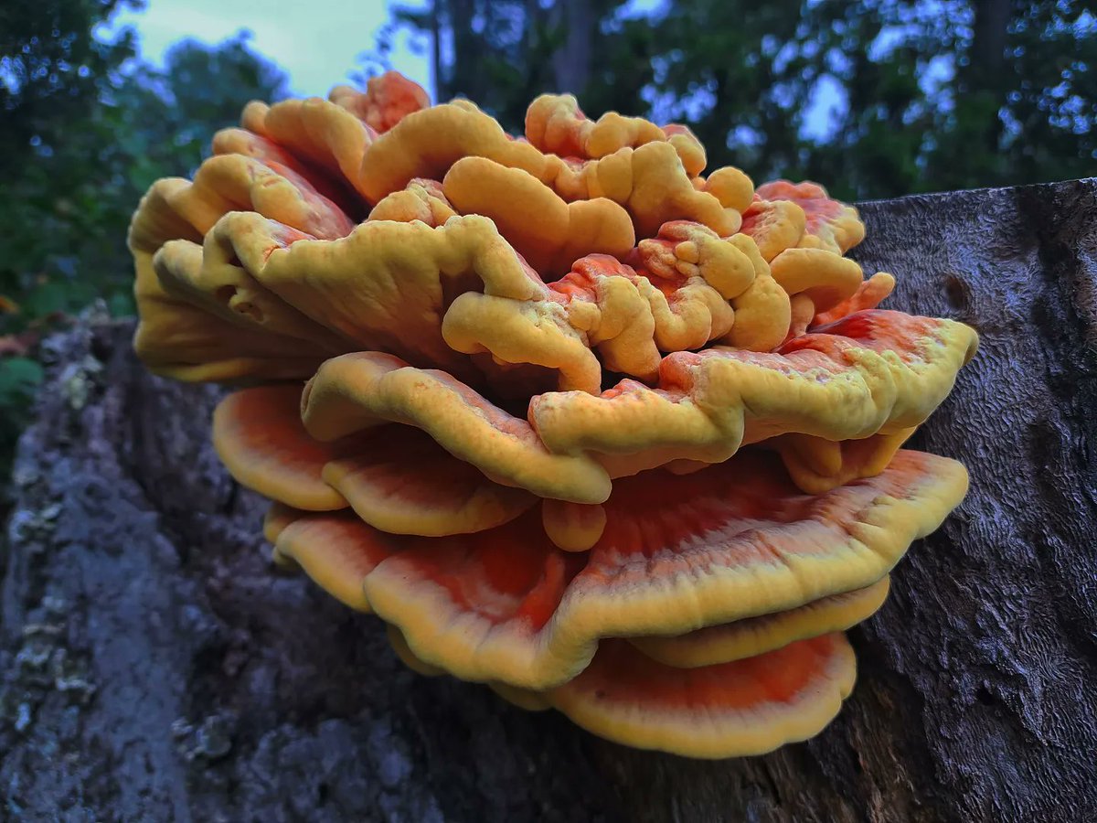 whimsywordstwo's tweet photo. Just a gloriously bright chicken of the woods on a huge log that I spotted from the car 😆 https://t.co/2QJlyAy2bp