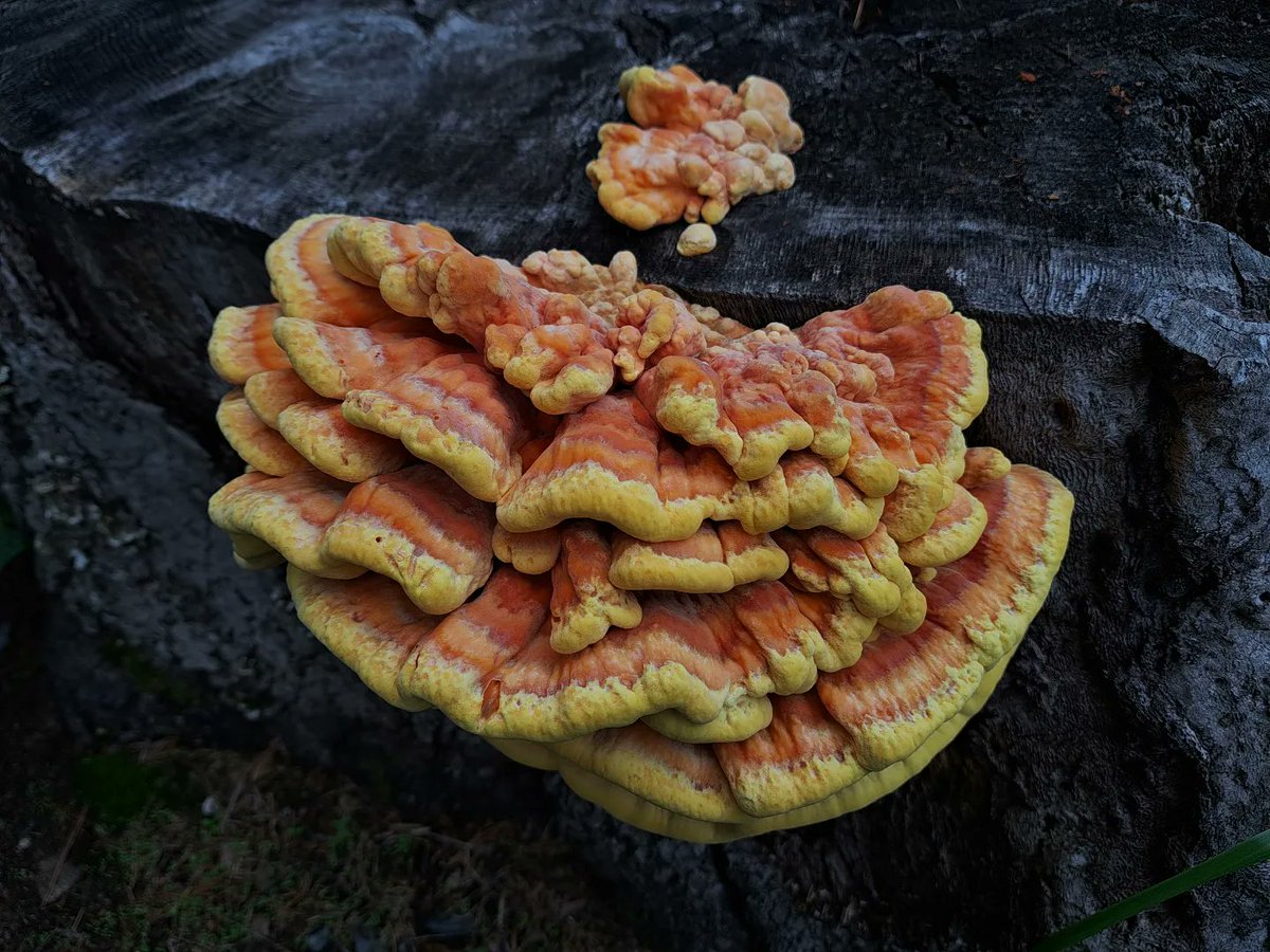 whimsywordstwo's tweet photo. Just a gloriously bright chicken of the woods on a huge log that I spotted from the car 😆 https://t.co/2QJlyAy2bp