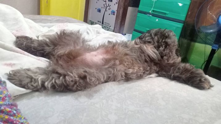 Jeiicel's tweet photo. "Ayus lang ba aso niyo?"

: Hinde, pagod na https://t.co/2cfhKmIvMe