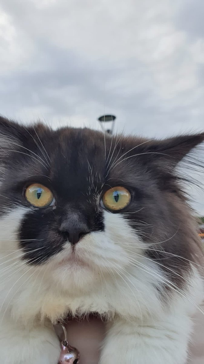 kore wa whiskas no tameni.