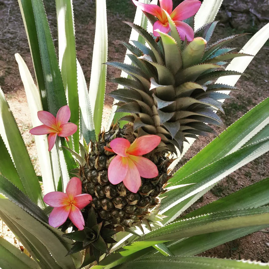 rheenah_43's tweet image. I hope this space turns out better than 'fakebook' (facebook) 🤭🤣 .
Anyway, my backyard is looking bright and beautiful today. 🤗

#newbee #firsttimeuser #first_tweet