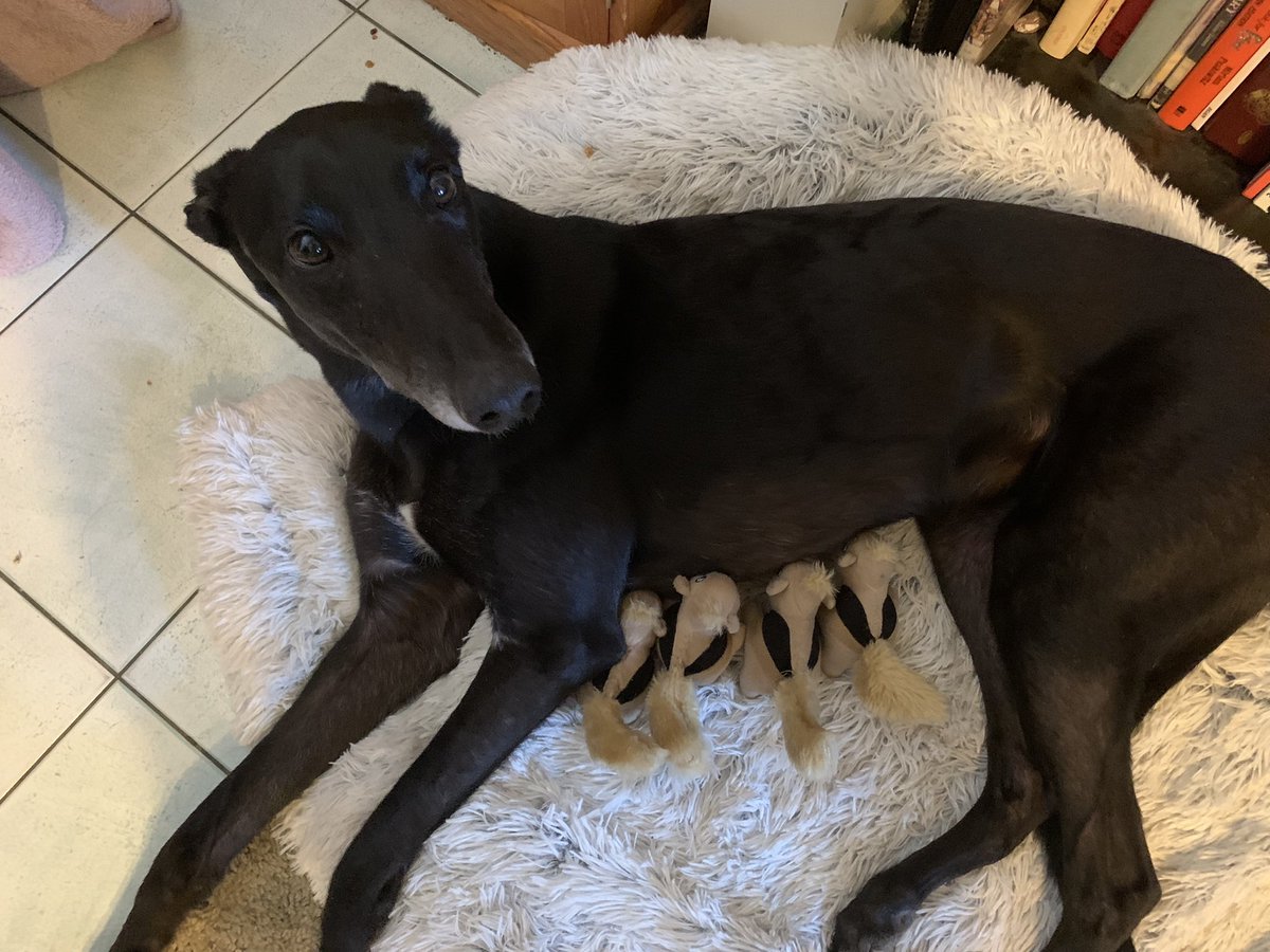 mwilliamscomedy's tweet photo. I caught my lovely greyhound Sweep feeding these orphaned squirrels! They’re not related! He just it did out of the goodness in his heart!! #whatatrooper #unlikelyanimalfriends https://t.co/DTwldtQJDC