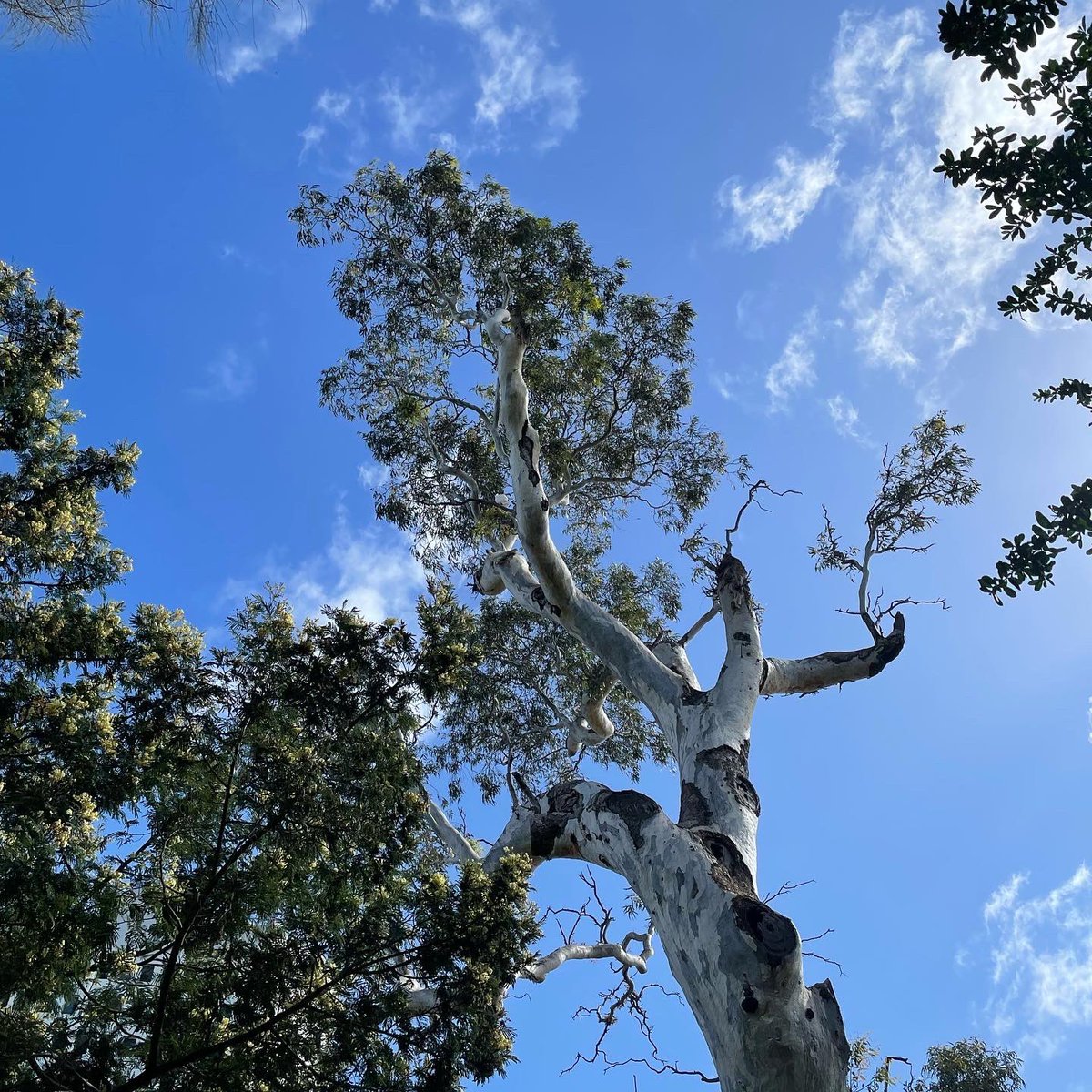 64waysofbeing's tweet image. We are at @paxaus again this year! 🧡🕹🎶

Visit us at PAX Rising where we are launching a new journey in collaboration with N'arweet Dr Carolyn Briggs AM, artist Jarra Karalinar Steel and musician Allara Briggs-Pattison. 🌳🔸👾

We're excited to be back out in the world…#migw22