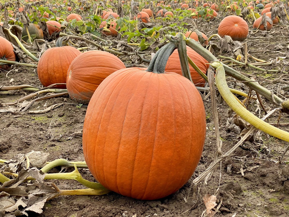 We’ve got pumpkins! In fact we have acres of them in our patch!

If visiting on a weekend, we recommend reservations to guarantee entry. dixieorchards.com

We’re picking Cortland, Mac, Macoun, Jonagold, Empire &amp; Delicious. Limited Ambrosia &amp; Creston. Pre-picked Honeycrisp.