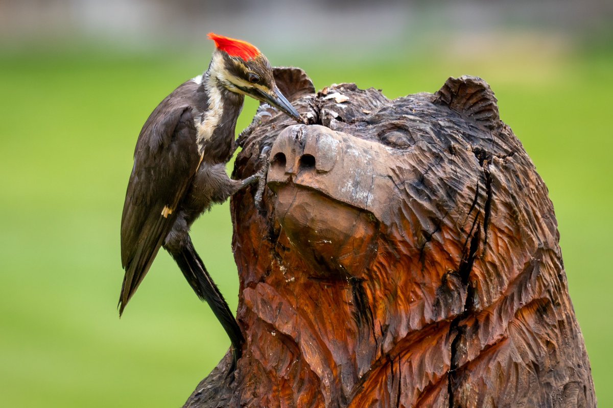 Vitums_'s tweet image. #birds