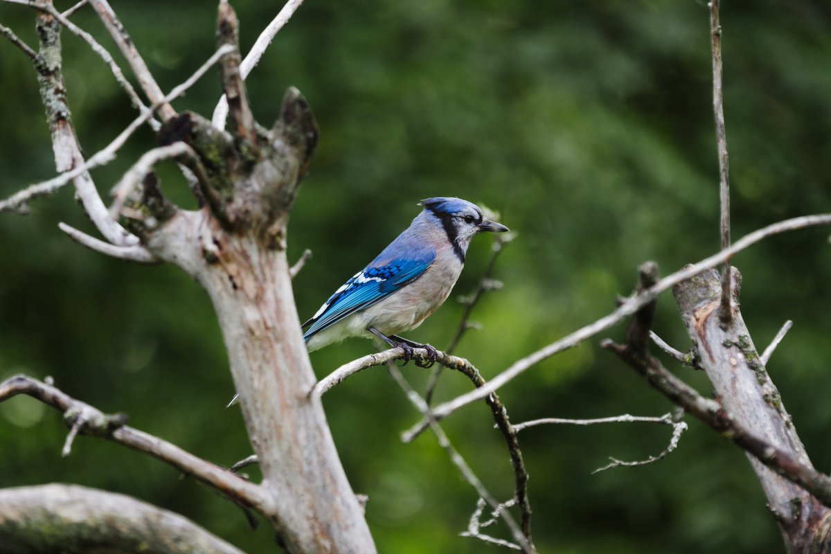 Vitums_'s tweet image. #birds