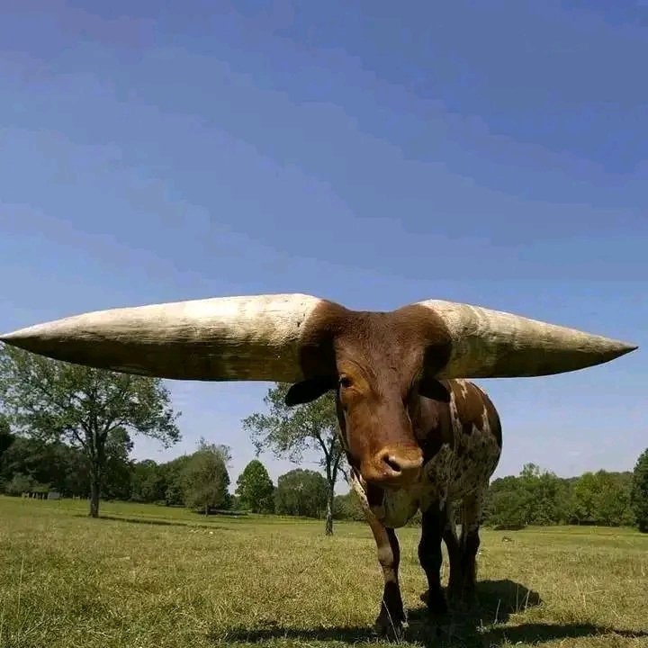 Our ram to proud in my area