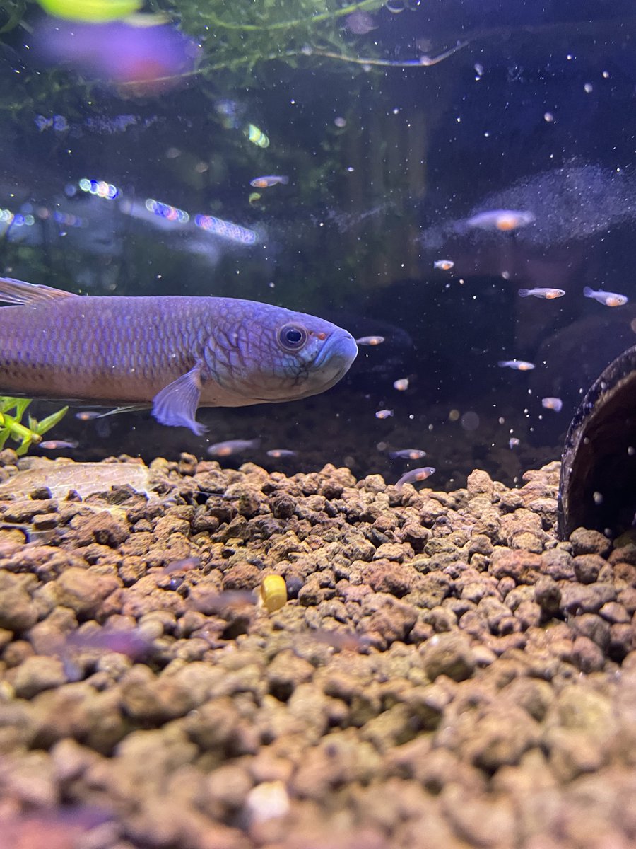 donguri964's tweet photo. ターコイズドラゴン、吐き出し5日目にしてエグい数の稚魚が、、
しかも、お父さんはまだ咥えているようです。
#ワイルドベタ
#アントゥタ
#ターコイズ��ラゴン
#稚魚
#antuta
#typesb https://t.co/Z05IFezyrn