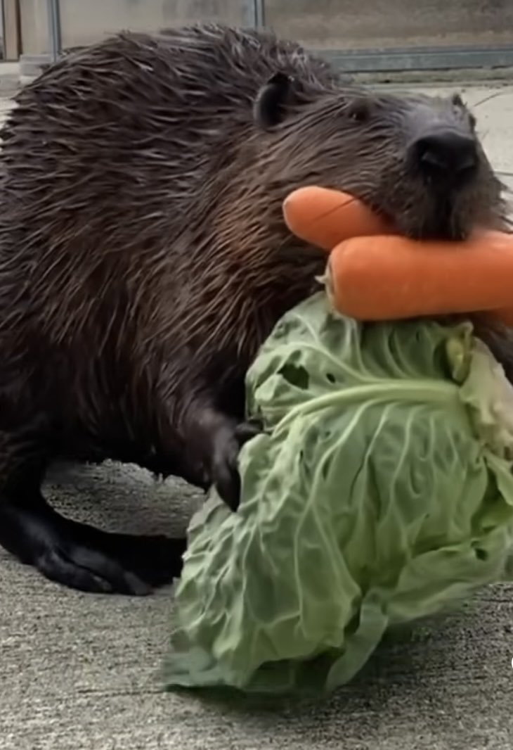 アメリカビ一バ一 Twitter Search Twitter