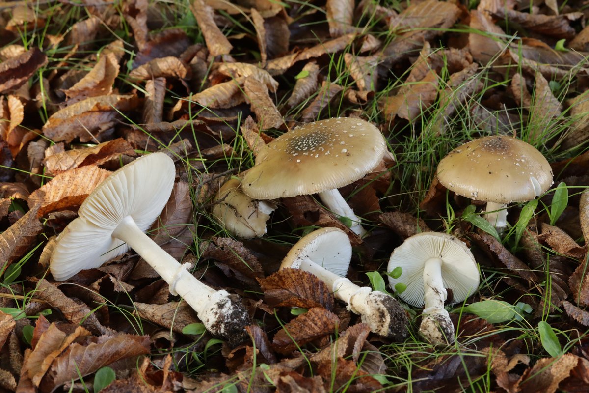 RPilze's tweet photo. Amanita pantherina
#Amanitapantherina #Amanita #Pantherpilz #panthercap #falseblusher #amanitapantera #falsogalipierno #Amanitepanthère #mushroom #mushrooms #fungus #fungi #pilz #pilze #champignons #champignon #nature #natur https://t.co/Wmi4tryGF1