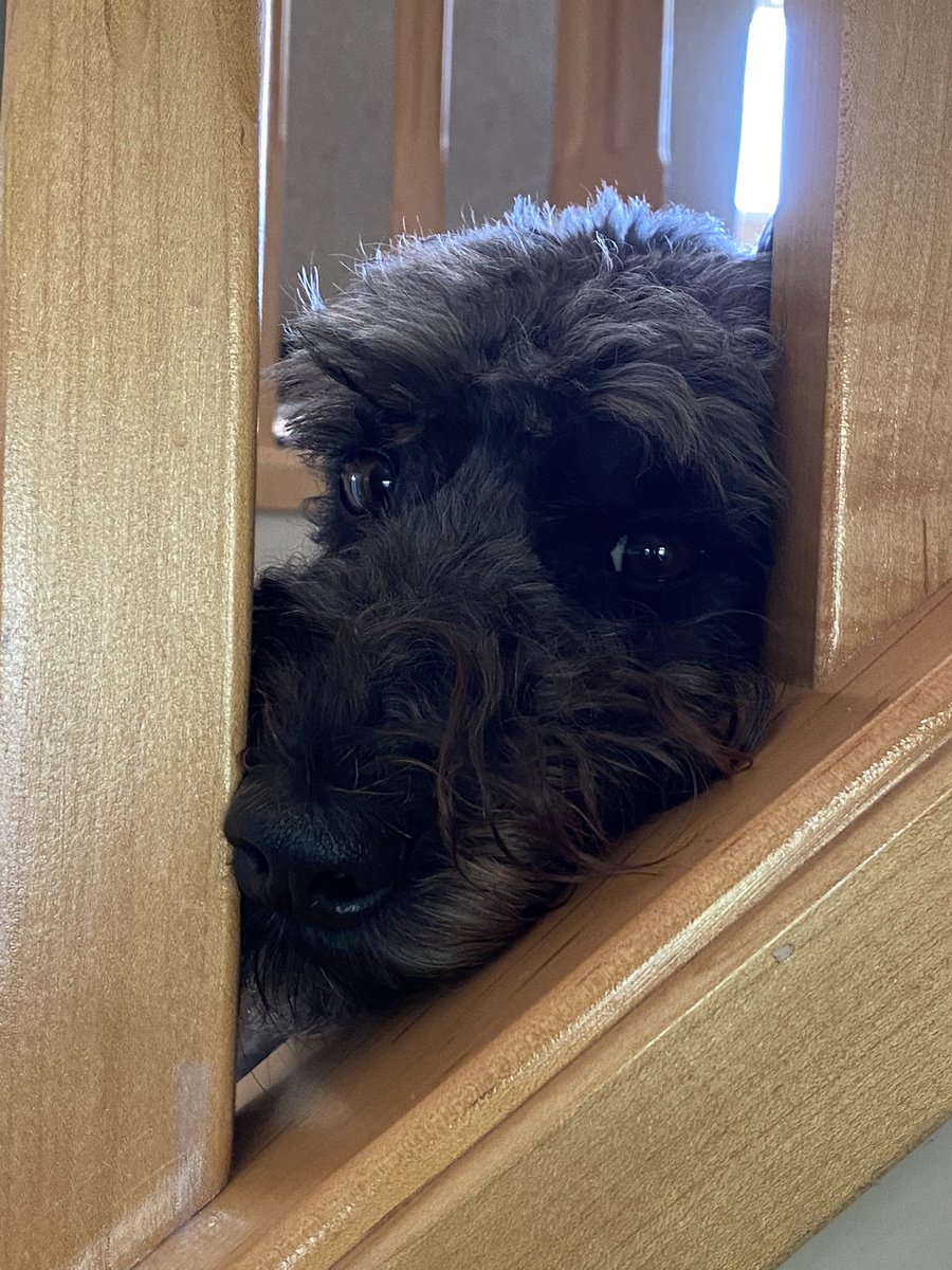 dog_yeg's tweet photo. Maybe i don’t feel like going for a walk. https://t.co/MUYdqpeACi