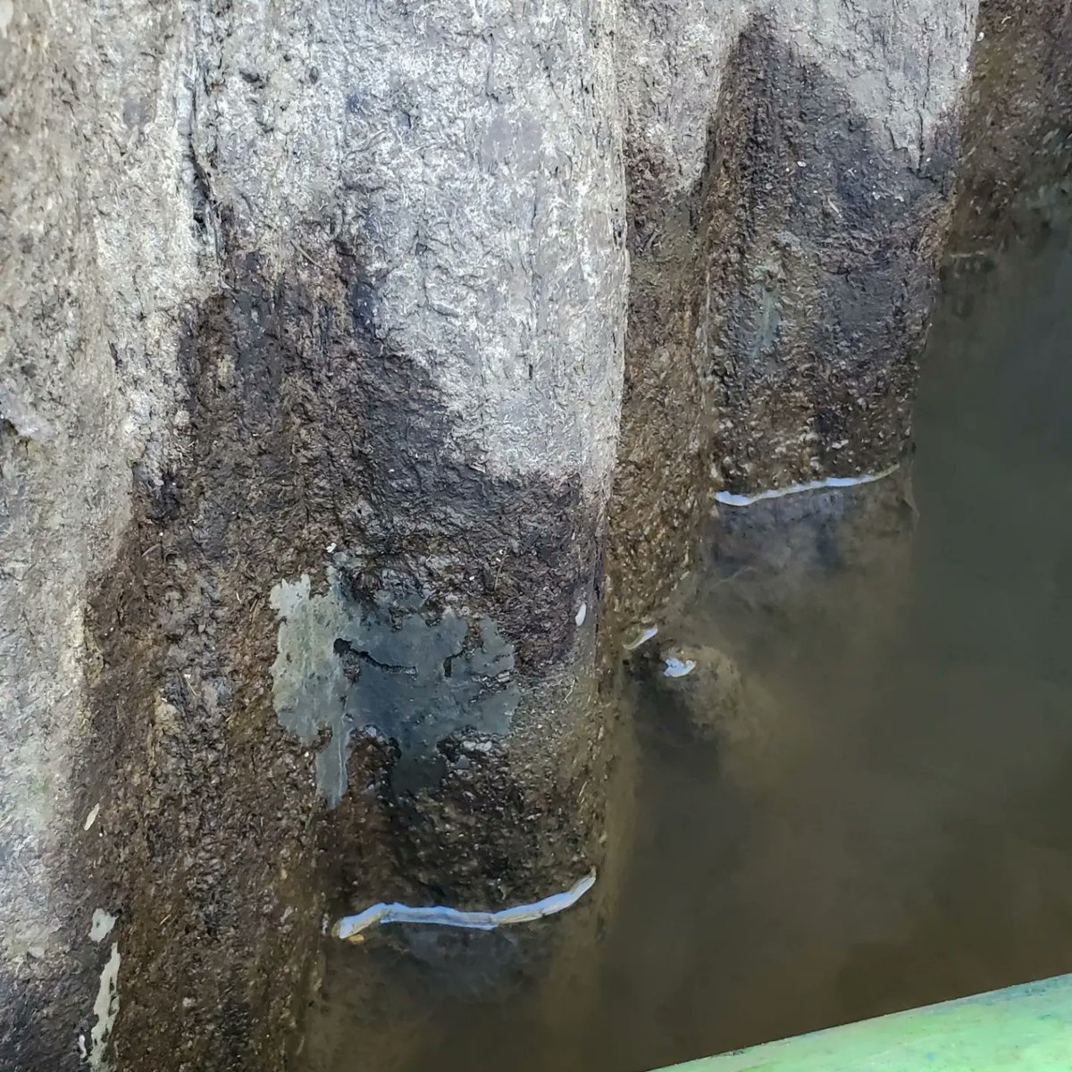 laspongehunters's tweet photo. Water is extremely low, so our collections are extremely high! We partnered with the Pearl River Clean Sweep to help with trash collection while sampling sponges! Looking forward to seeing many of you at the sponge conference! #spongeresearch #spongehunters https://t.co/acCeeZZw76