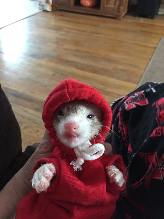 furaozinho de moletom