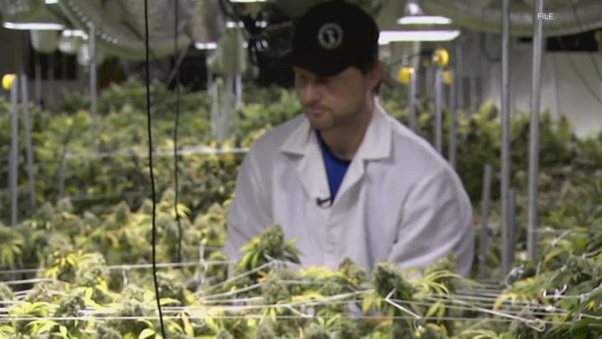 cannabuzzreport's tweet photo. Before the referendum they are finding an overwhelming majority in the state of Kentucky who are Pro Legalisation #cannabis #cannabiscommunity #weed #marijuana #thc #CBD #cannabisculture @cbt_bot @TheWeedSpot_ https://t.co/DV0nkESd2d