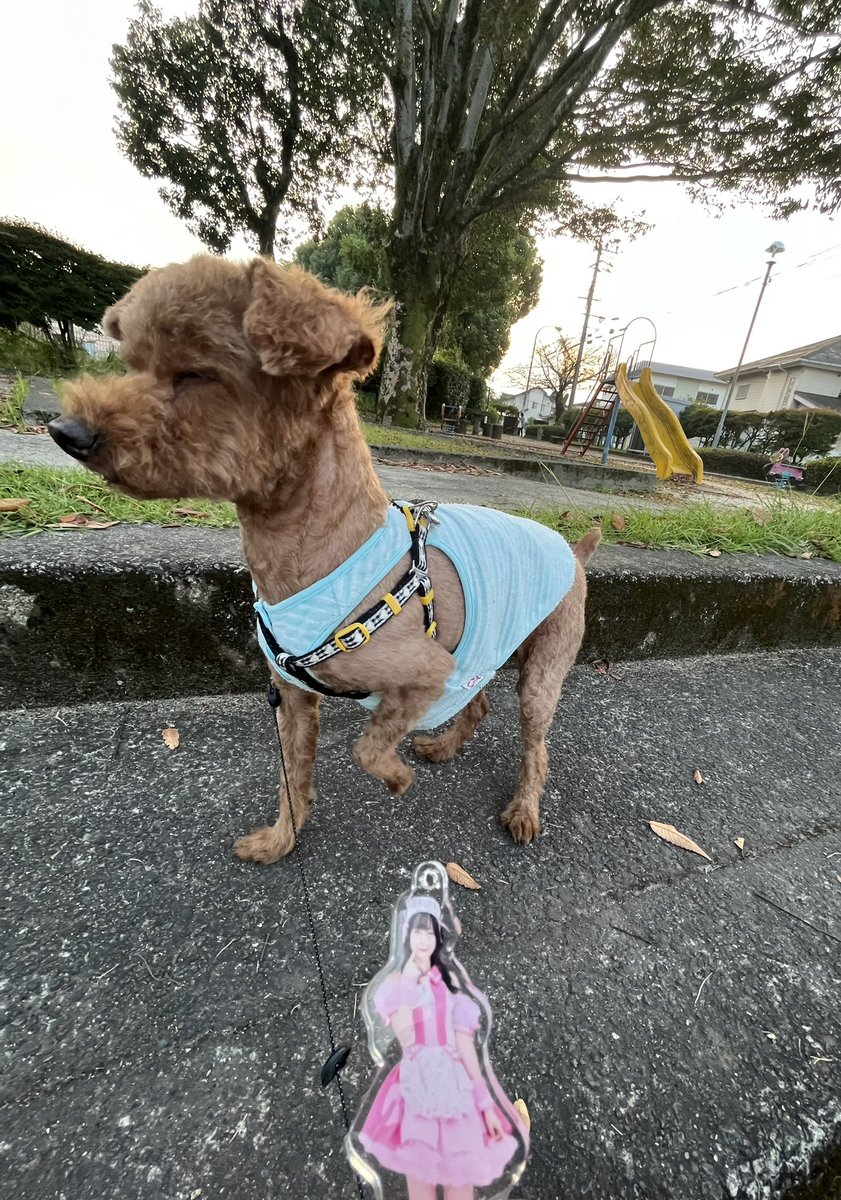 三日ぶりに
愛犬れに君と散歩しました🐕
カットしてすっきりな身体で
すたすた歩きます
ε=ε=ε=ε=ε=┌(;￣◇￣)┘
噴火して機嫌の悪い
桜島が
朝陽をさえぎっています🌅
今は涼しいけれど
暑くなりそうだなぁ( ˊ̱˂˃ˋ̱ )
そんな日も
推しは可愛いや💗😍💕

#優雨ナコ💐さん
#愛犬とお散歩🐶👟
#桜島🌋