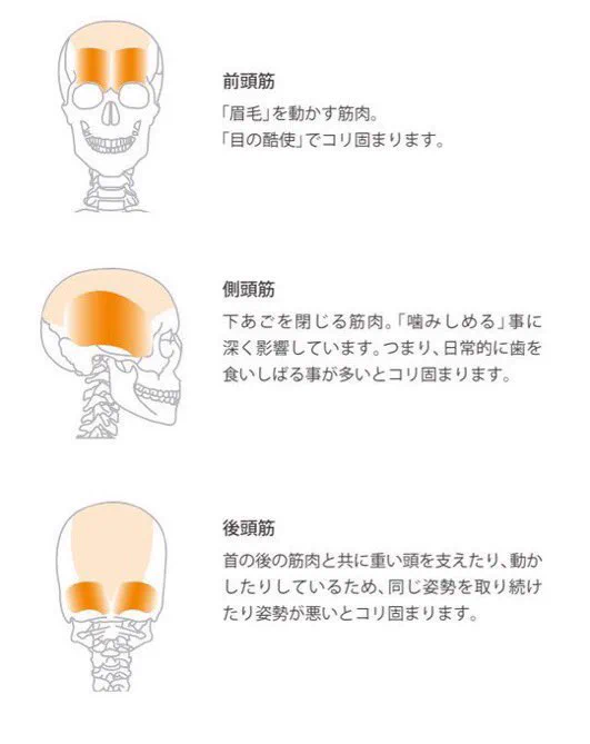 揉むべき箇所はここ！『頭皮マッサージ』は筋肉の位置を理解することが大切です