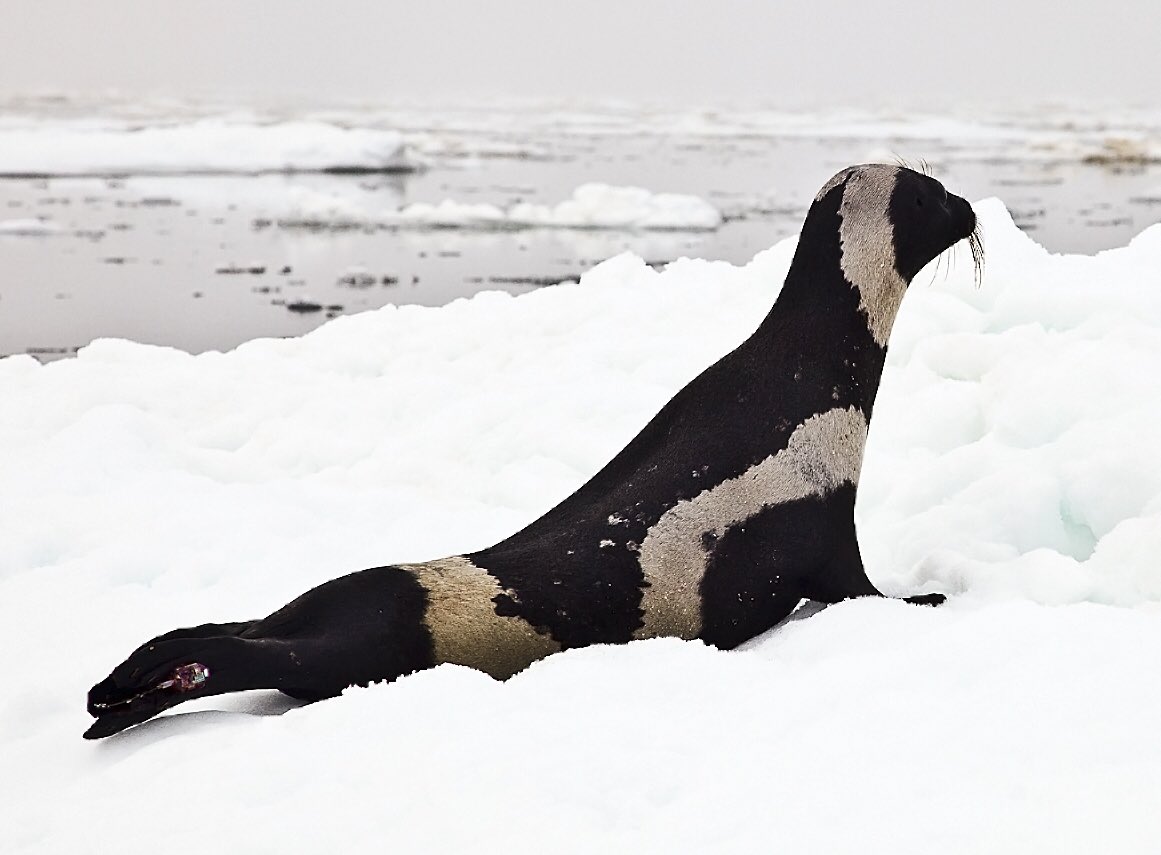 emilymsanker's tweet photo. 10/1 Seal of the Day: Ribbon Seal #MWrFa221 https://t.co/yFxigyhptA