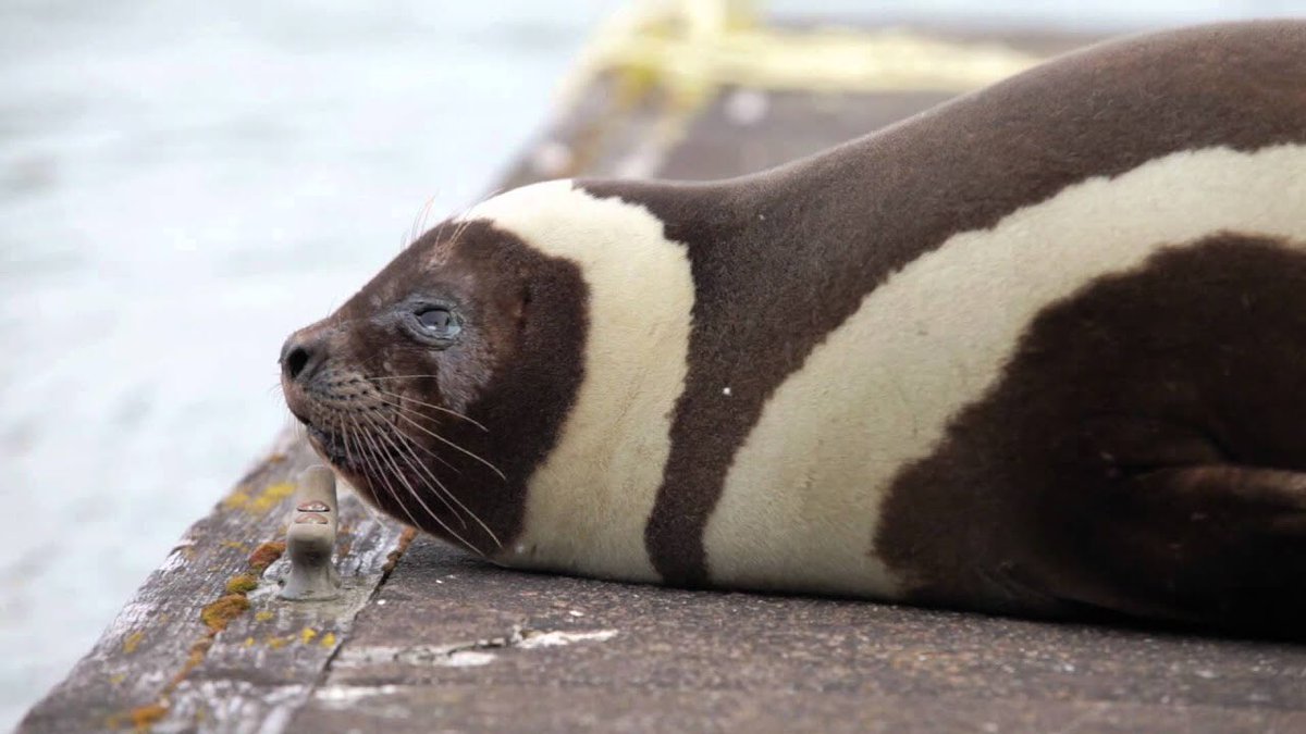 emilymsanker's tweet photo. 10/1 Seal of the Day: Ribbon Seal #MWrFa221 https://t.co/yFxigyhptA