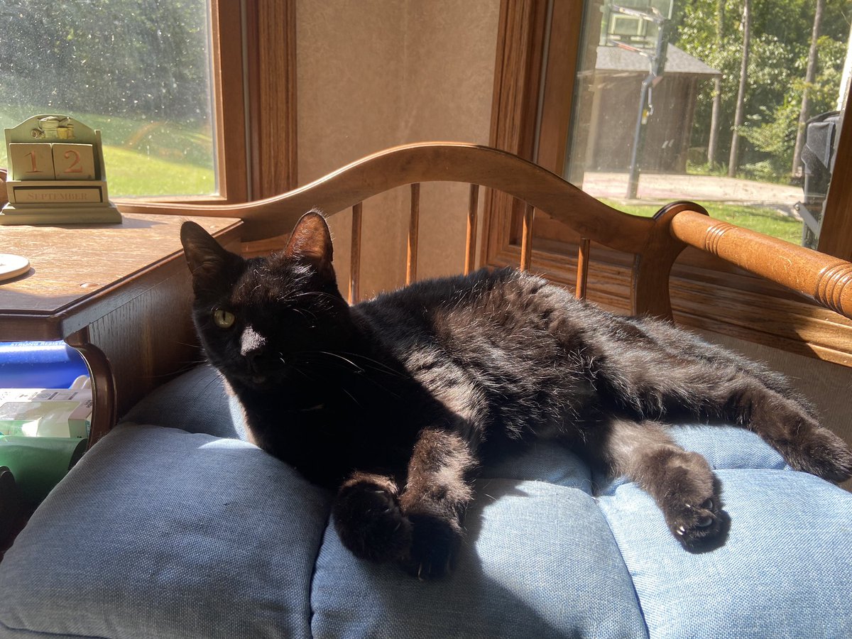 Bootheoneeyeca1's tweet photo. @FriendFeral #blackcats rock! Especially #Oneeyedcats https://t.co/8GLfsYhYiR