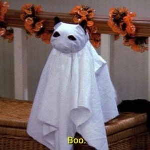 gatitos_qctd's tweet image. 👻