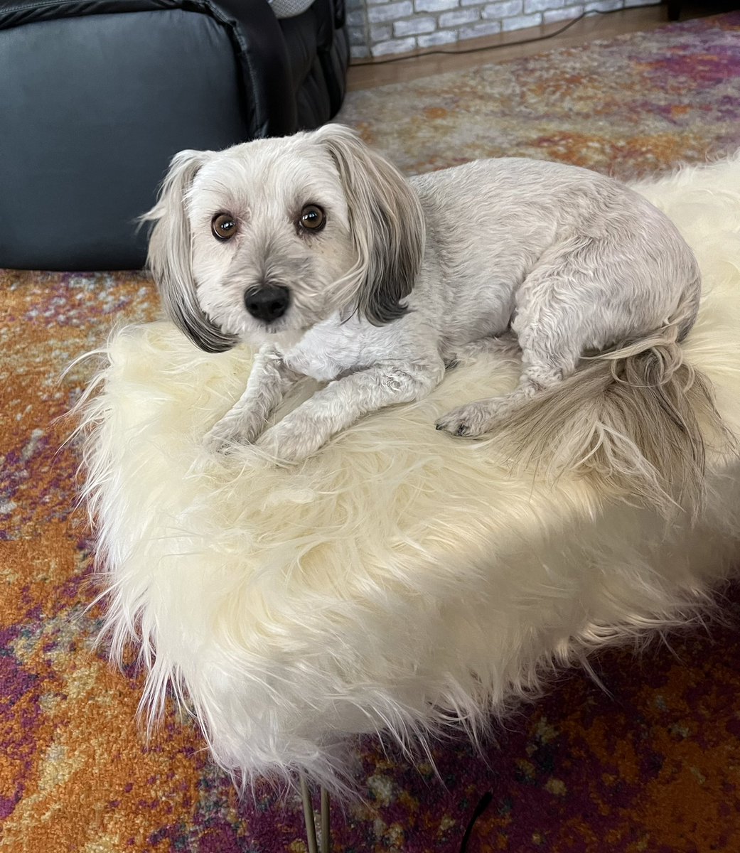 joniadler's tweet image. Tony approves of the new fur ottoman. #havanese #wayfairfind #funandfunctional