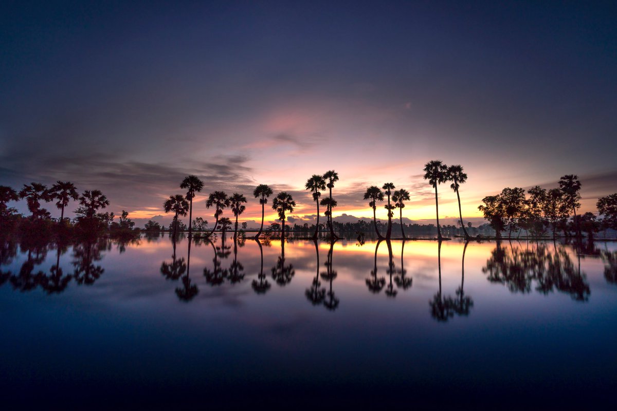 NatureAmazesMe's tweet photo. #Nature #Photography #NatureLover #PalmTrees #NaturesBeauty #Sunsets #AmazingSunsets https://t.co/eXNcUJrEDP