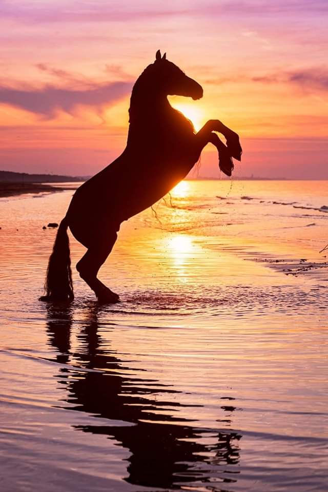 Youssoudakar's tweet photo. Wonderful photo 🥰
credits: Christiane Slawik Photography https://t.co/SPpQtDZaSm
