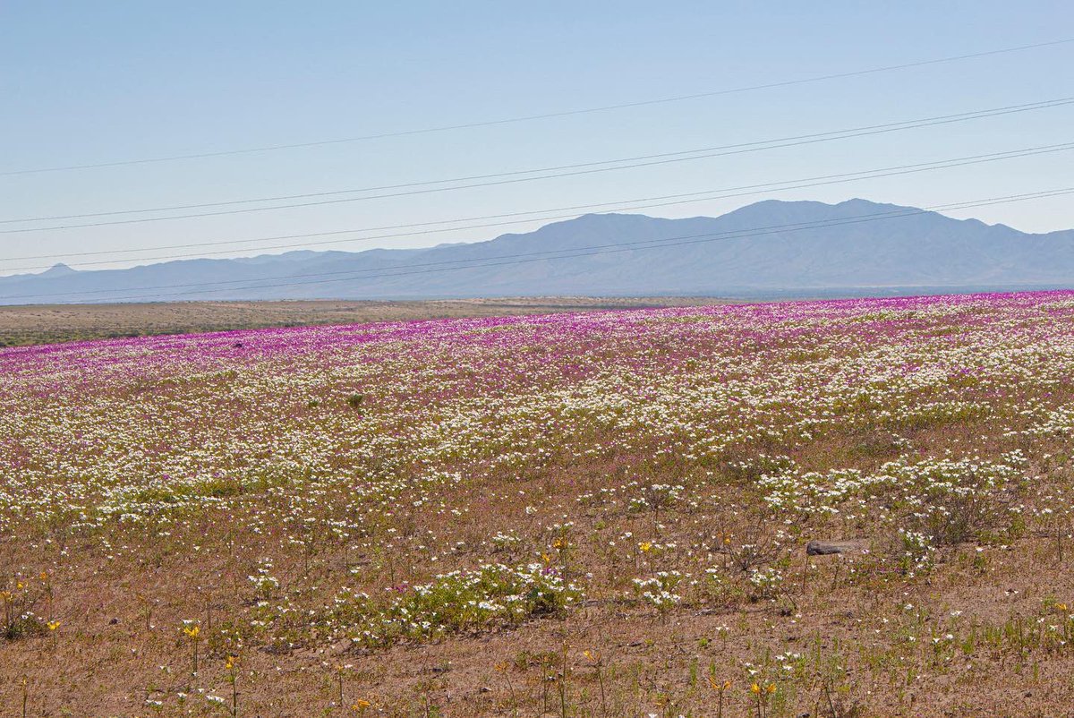 a_rodriguez_87's tweet photo. Ruta 5 norte entre #Vallenar y #Copiapó, el Maravilloso Desierto Florido, en el hilo subiré más fotos @Sepulinares https://t.co/OM5rQnE5Sd