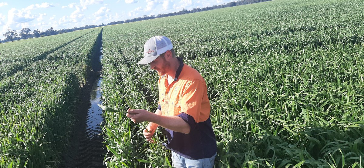 Observing the work of skilled young #farmers as Cam Taylor is always extremely useful. We excanged many useful tips on how @CoalaH2020 #Sentinel2 satellite data can improve the ability to make complex decisions. #farming #fertilizer @BCG_Birchip