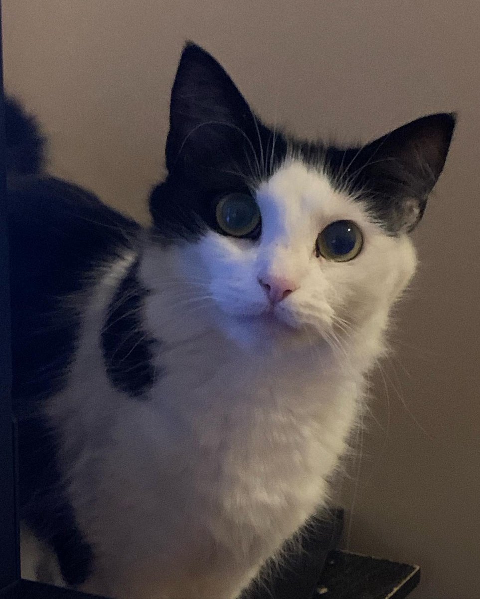 𝓙𝓲𝓵𝓵🩵 (@certifiedfemcat) / Posts / X