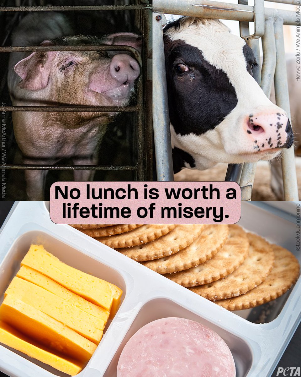 Parents, please don’t feed your kids cruelty 💔