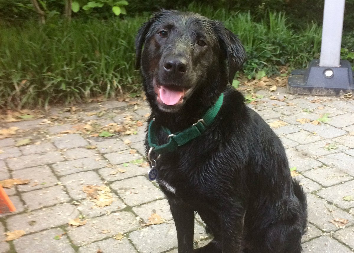 ackman_daniel's tweet photo. Never heard of National Black Dog Day before, but I am all in. #NationalBlackDogDay #BlackDogDay https://t.co/SipzO4FUif
