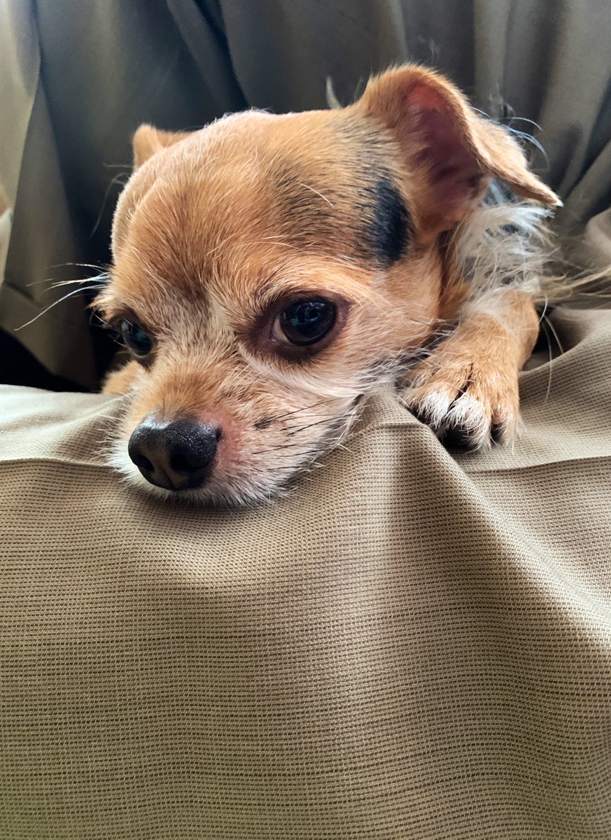 Ron_con_Cola's tweet photo. #chorkie https://t.co/79cLGixdwX