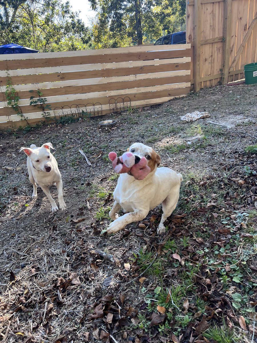 MicheleMarieMM's tweet photo. Fostering again. So here’s my 2022-2023 fostering journey….. Rhett &amp; Sammie. First week with us. #animalrescue #tailsfromalabama #rescuecharliesfriends https://t.co/fmXUIhZYiO