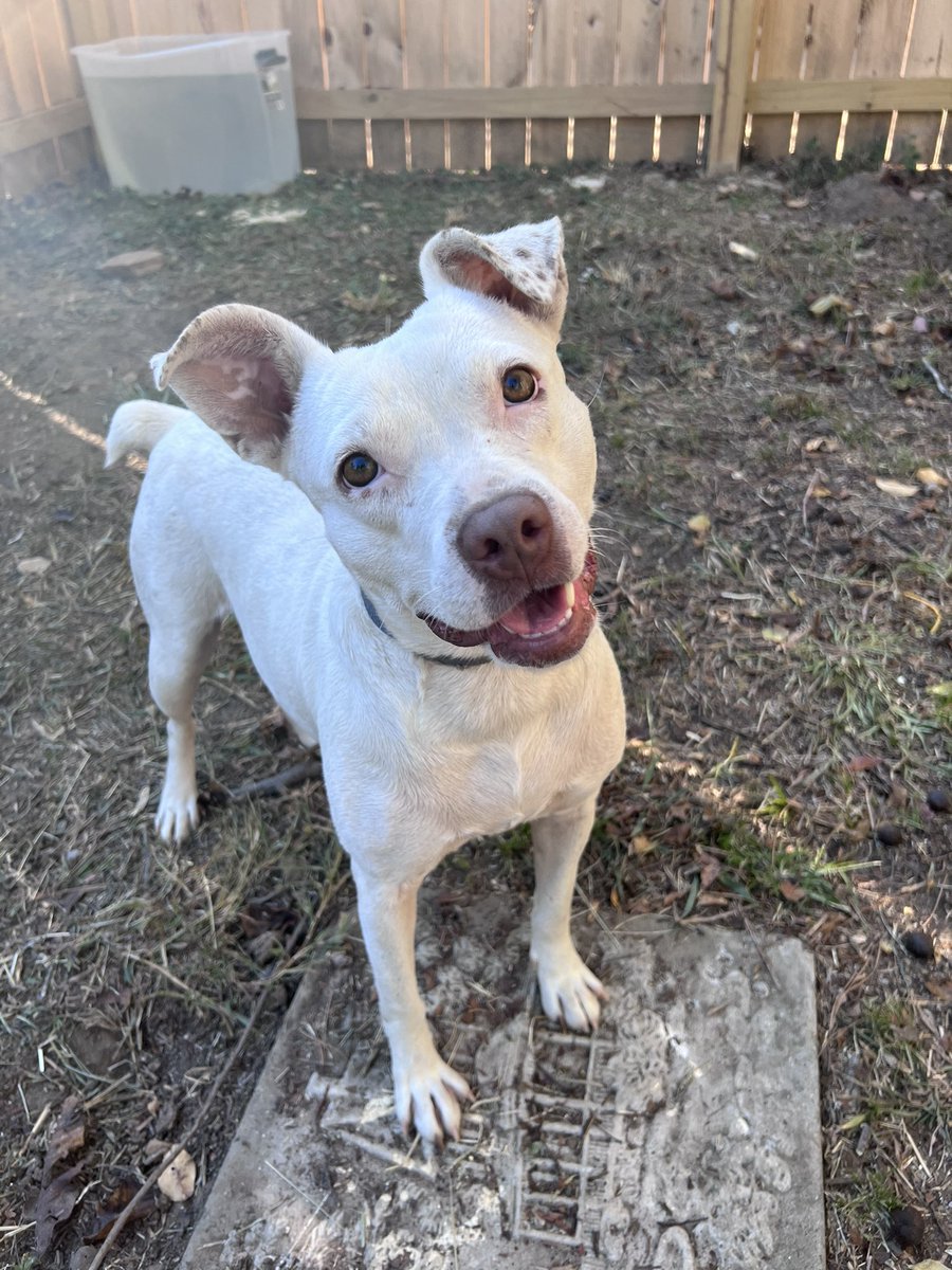 MicheleMarieMM's tweet photo. Fostering again. So here’s my 2022-2023 fostering journey….. Rhett &amp; Sammie. First week with us. #animalrescue #tailsfromalabama #rescuecharliesfriends https://t.co/fmXUIhZYiO