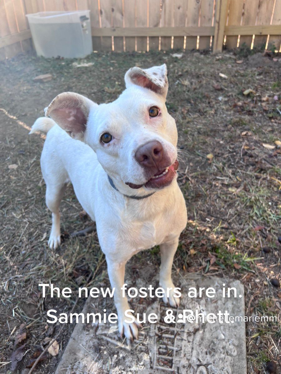 MicheleMarieMM's tweet photo. Fostering again. So here’s my 2022-2023 fostering journey….. Rhett &amp; Sammie. First week with us. #animalrescue #tailsfromalabama #rescuecharliesfriends https://t.co/fmXUIhZYiO