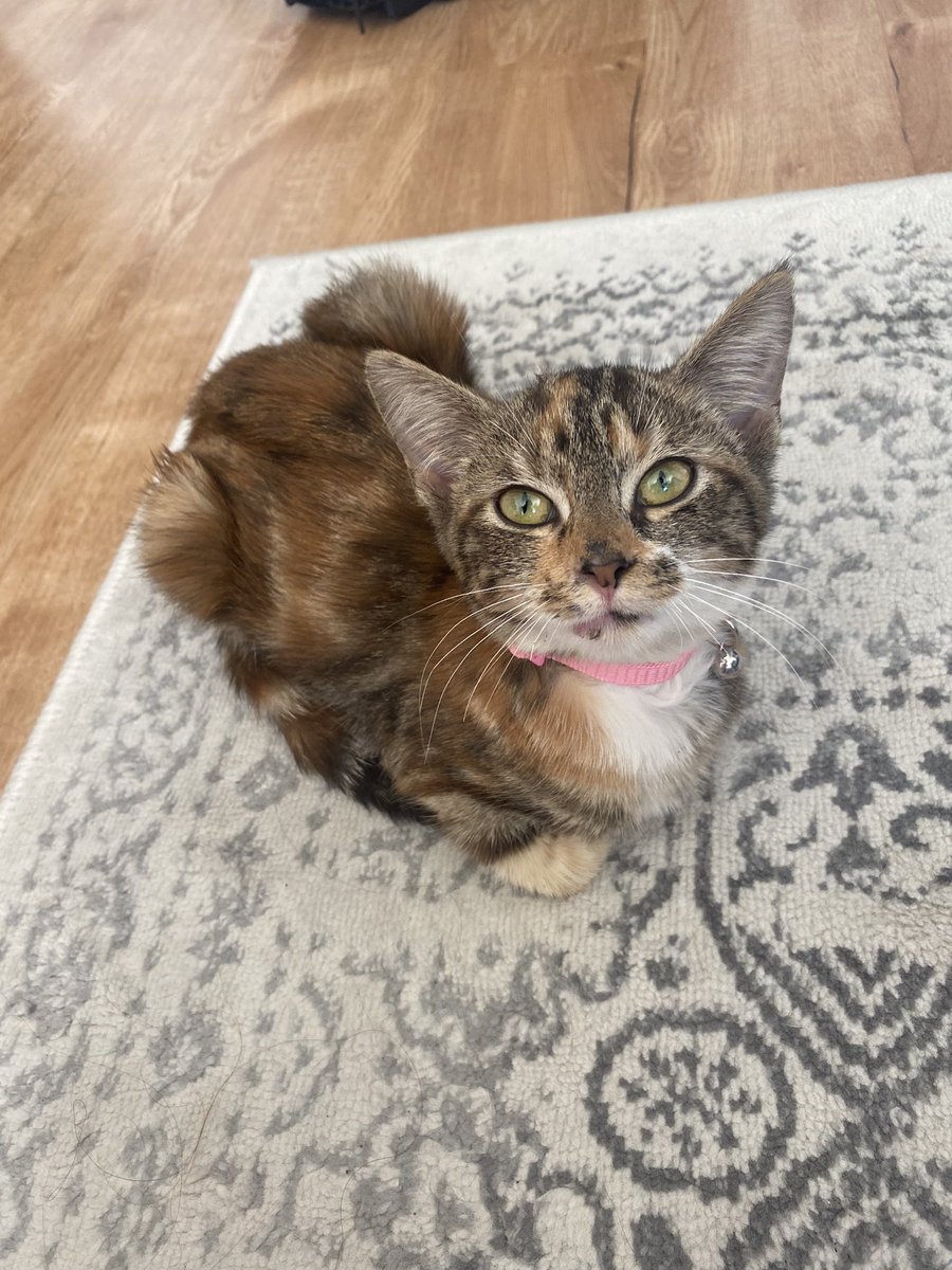 ponderbread_'s tweet photo. Just copped a cat that looks like me 😌 https://t.co/TjWfZG24o7